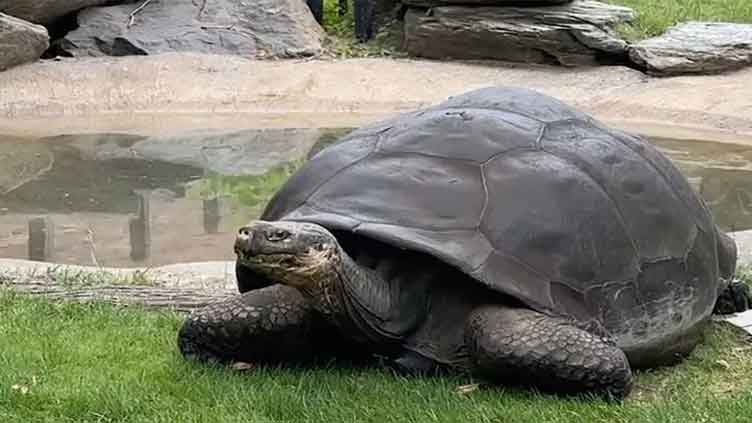 Tortoises in US Zoo become first-time parents at nearly 100 years