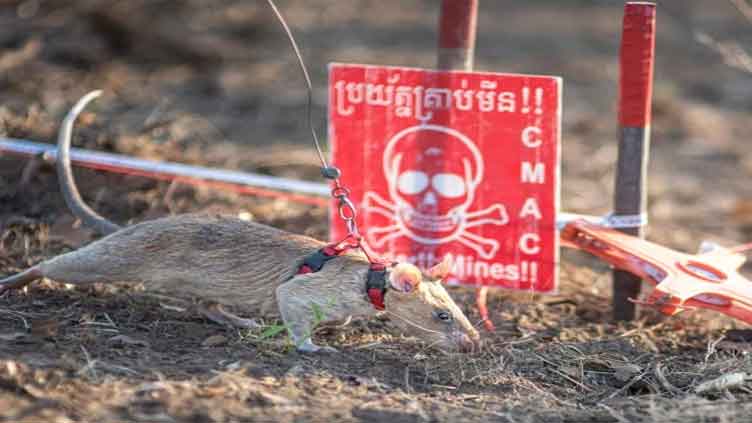 This super rat saving lives by sniffing out landmines 