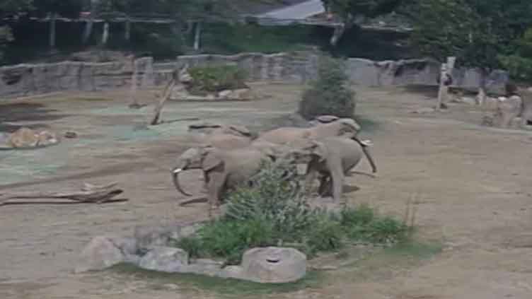 Earthquake: Zoo animals sense tremors first, react swiftly