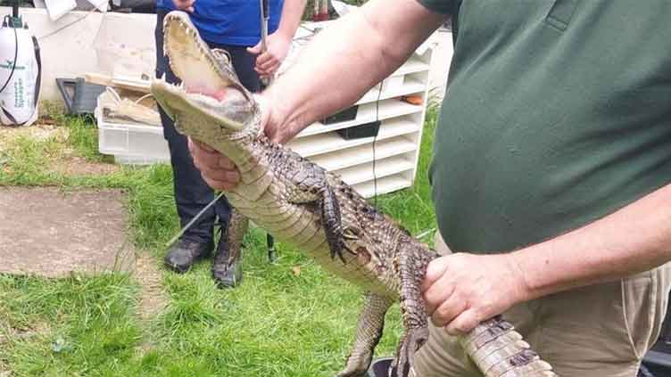During search operation, police catch four-foot long alligator in UK 