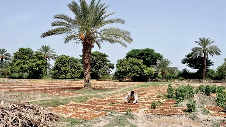 Pakistan eyes major boost in date palm exports with UAE's assistance