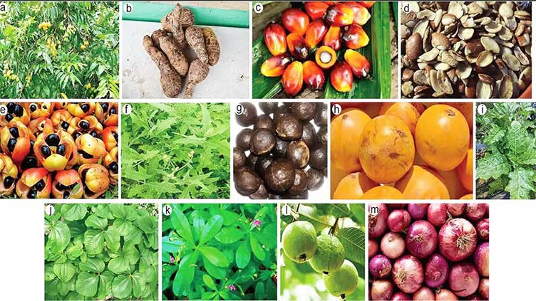 Food plants demonstrated natural anti-cancer properties