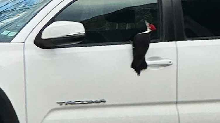 Despite broken car mirrors, US residents ready to handle woodpeckers' invasion