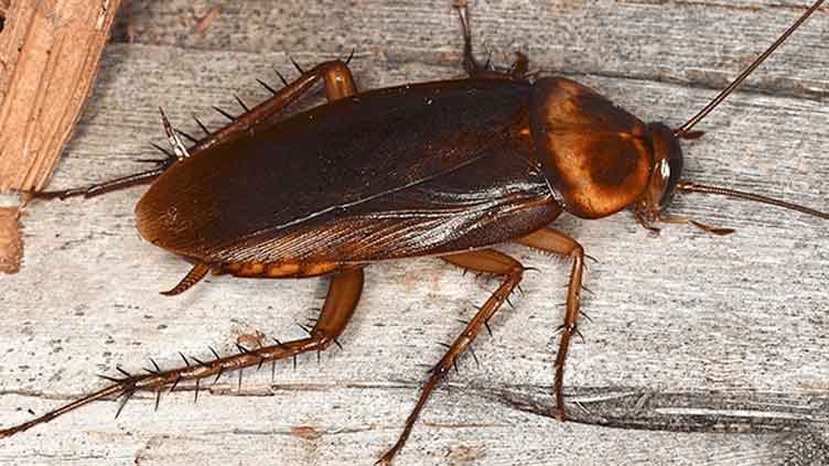 Which living being can live up to a week even without his head